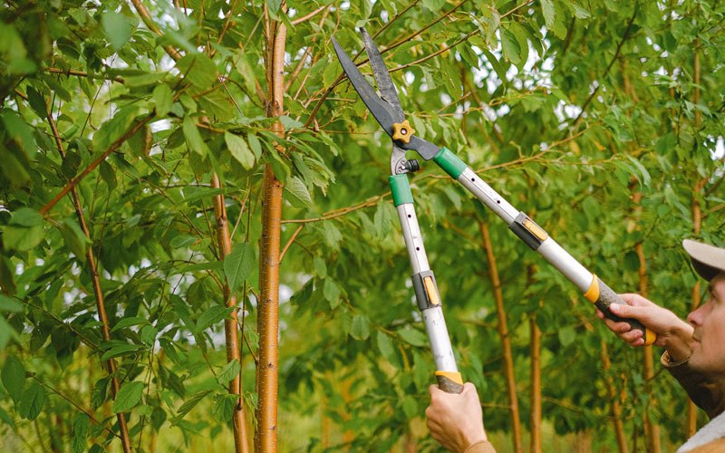 Tree trimming in Millsboro, DE