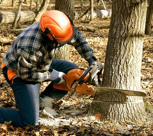 Tree Removal in Millsboro, DE